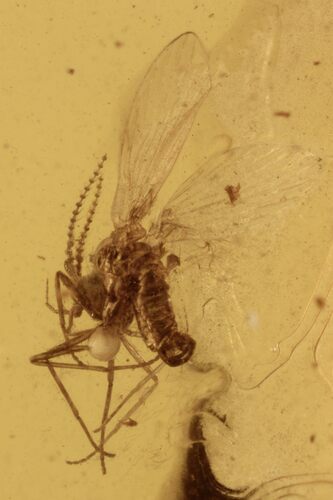 Fossil Male Moth Fly (Psychodidae) In Baltic Amber #270658